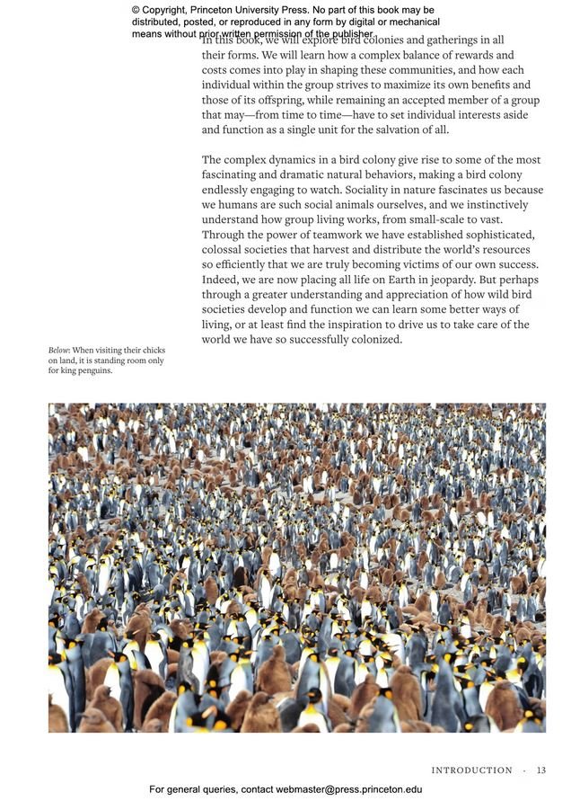 how birds live together. colonies and communities in the avian world