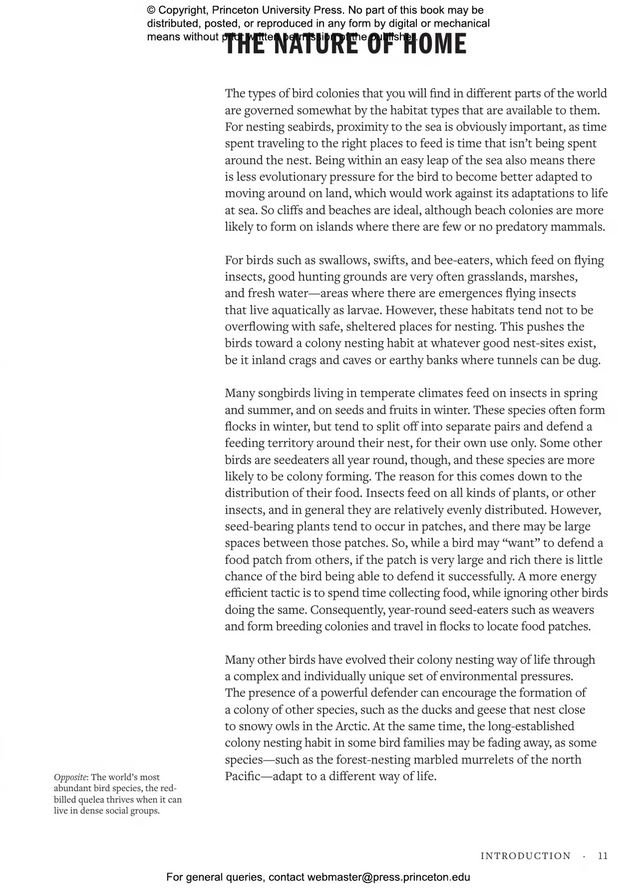 how birds live together. colonies and communities in the avian world