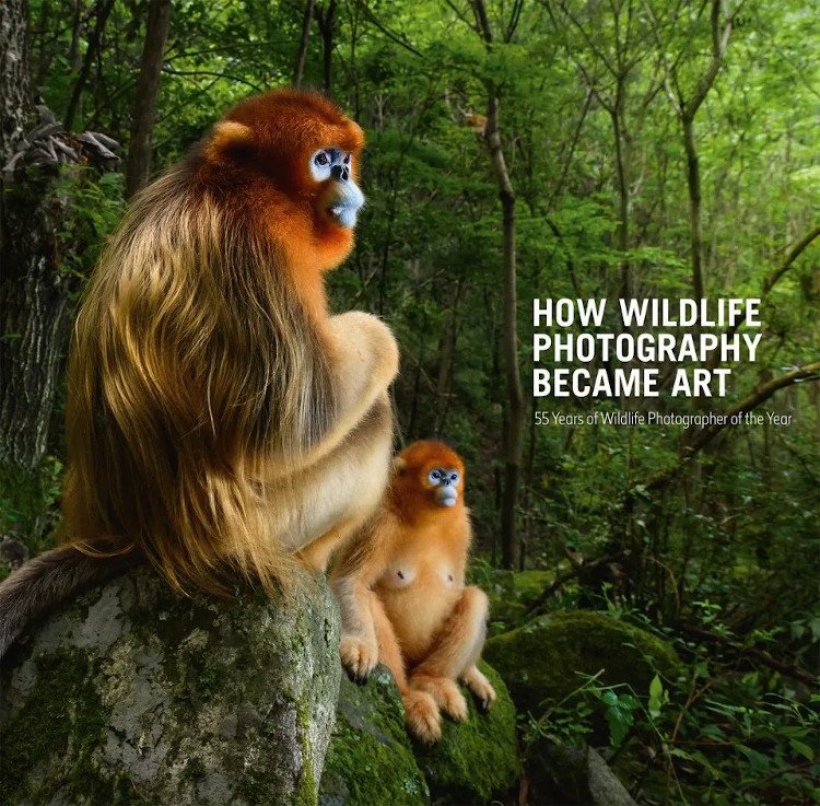 how wildlife photography became art. 55 years of wildlife photographer of the year