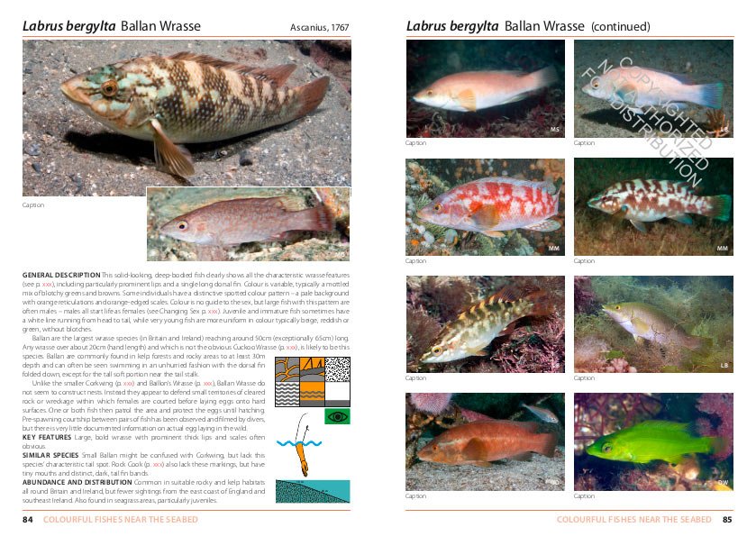 inshore fishes of britain and ireland