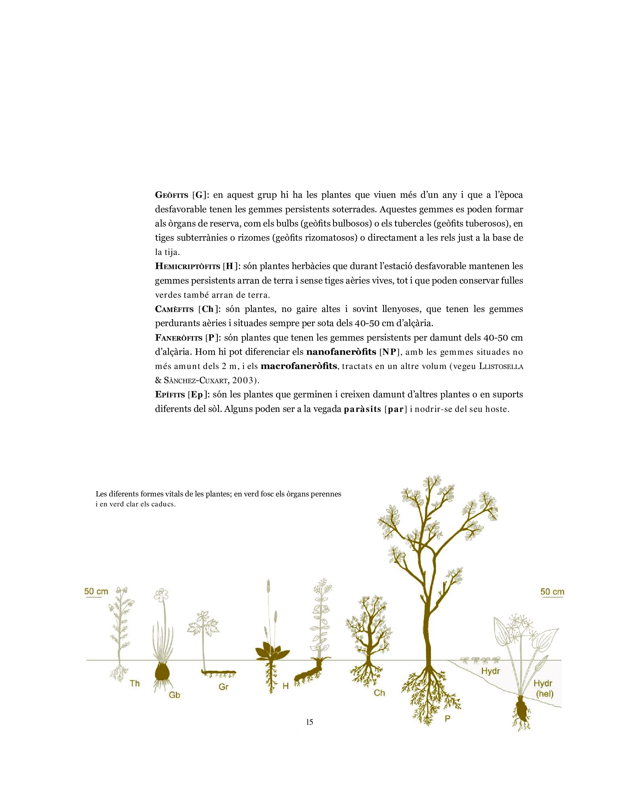 l'herbari, mates, herbes i falgueres