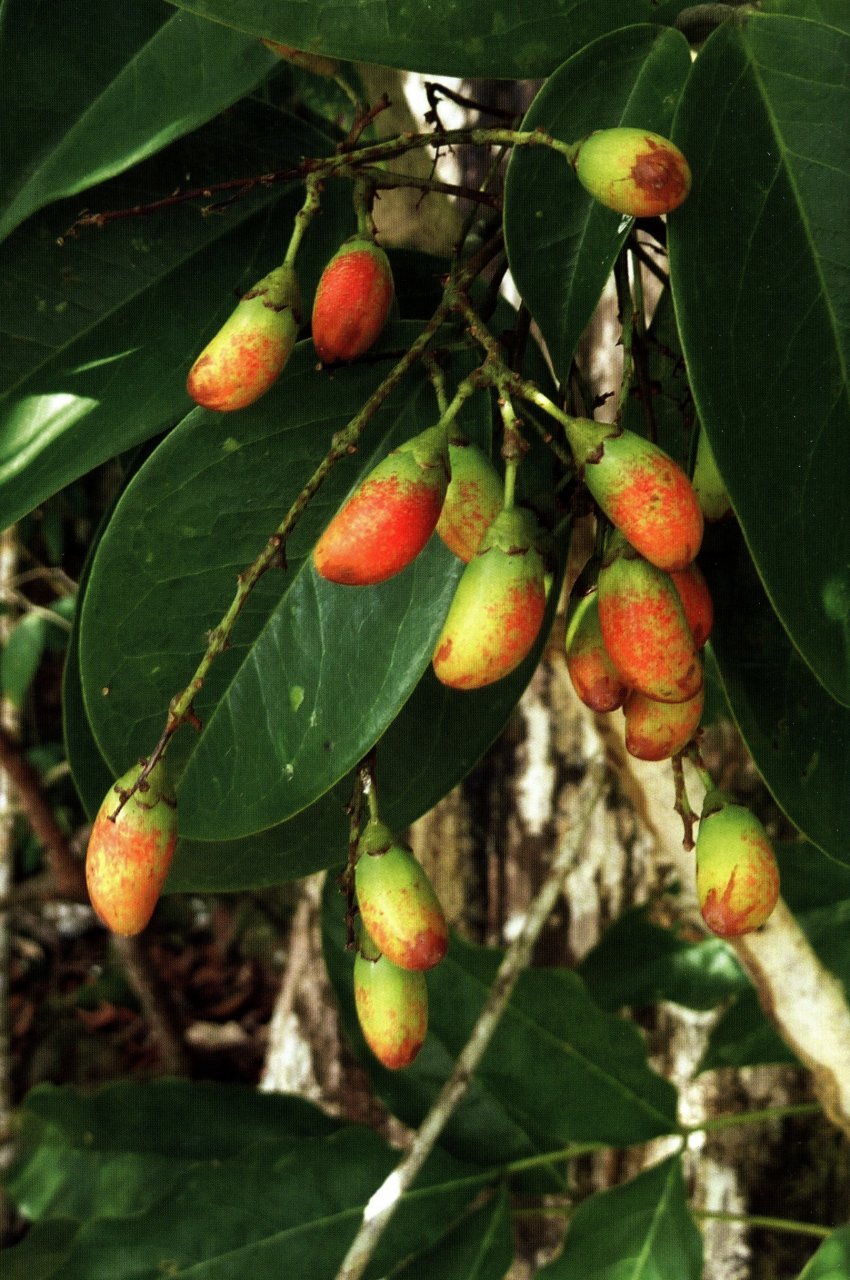 lianas of the guianas