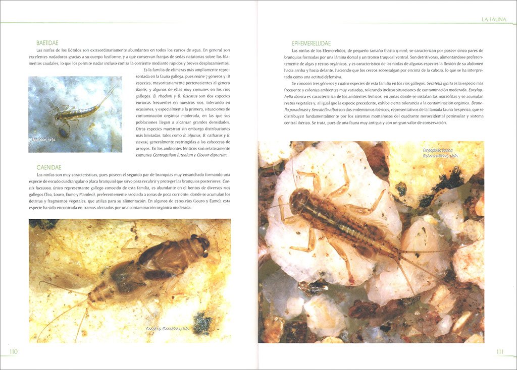 macroinvertebrados de las aguas dulces de galicia