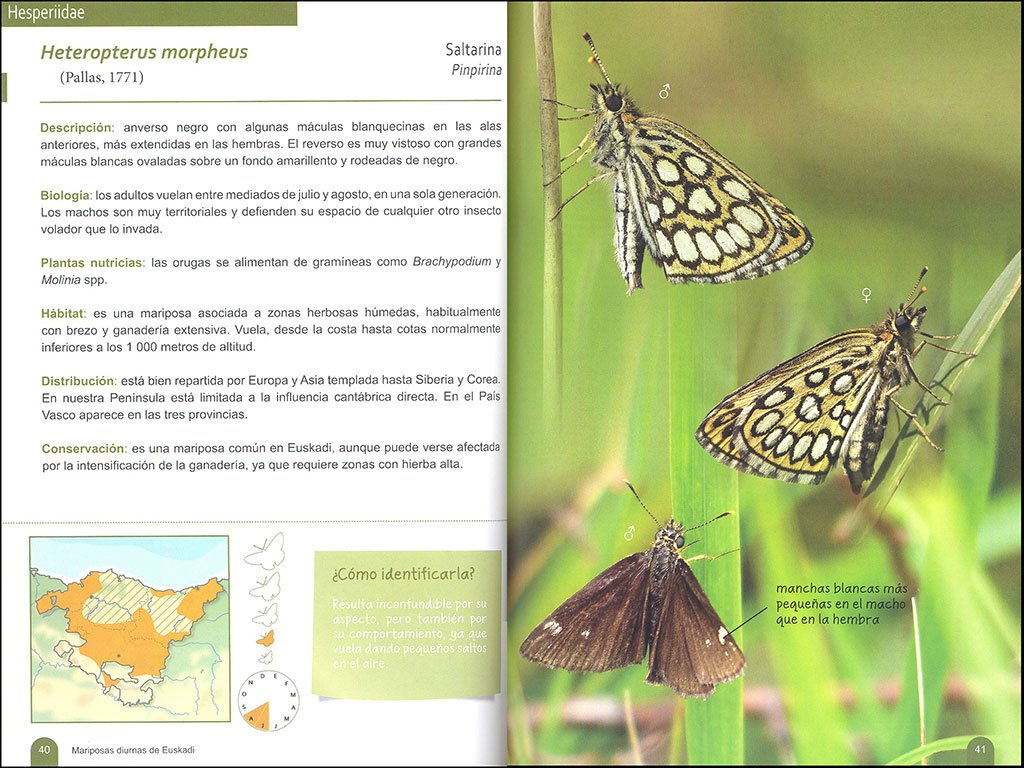 mariposas diurnas de euskadi
