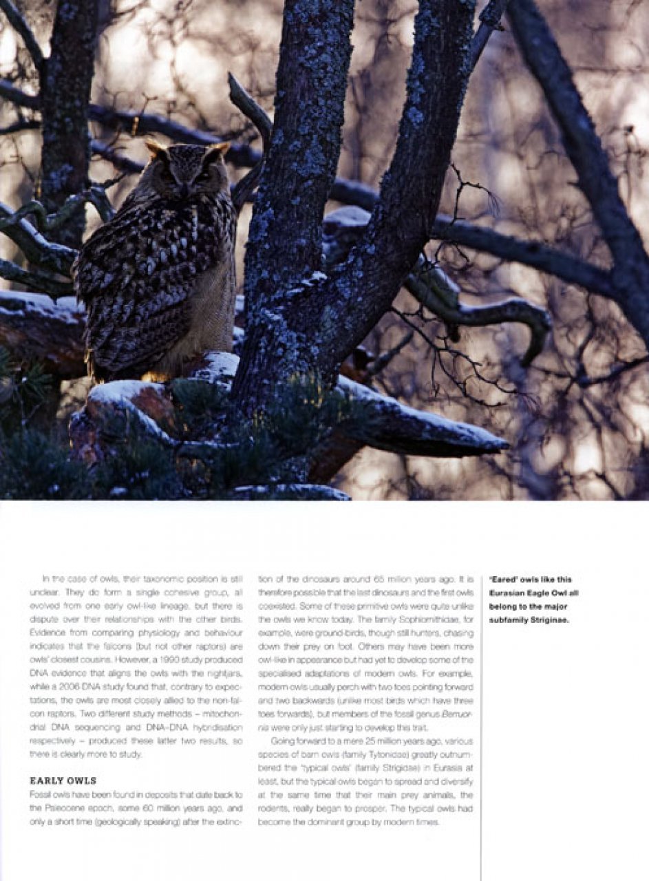 owls