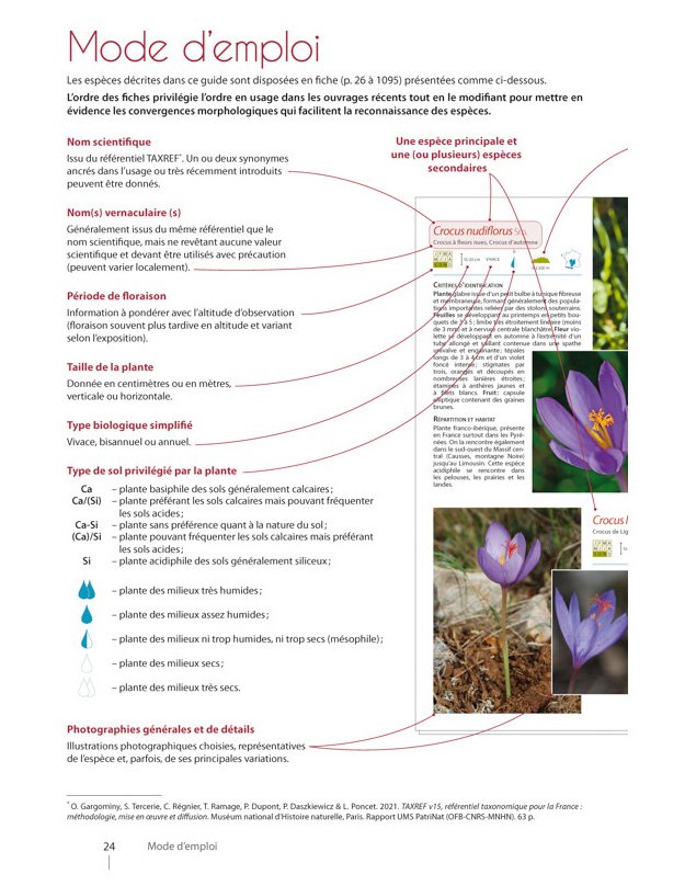 plantes de montagne