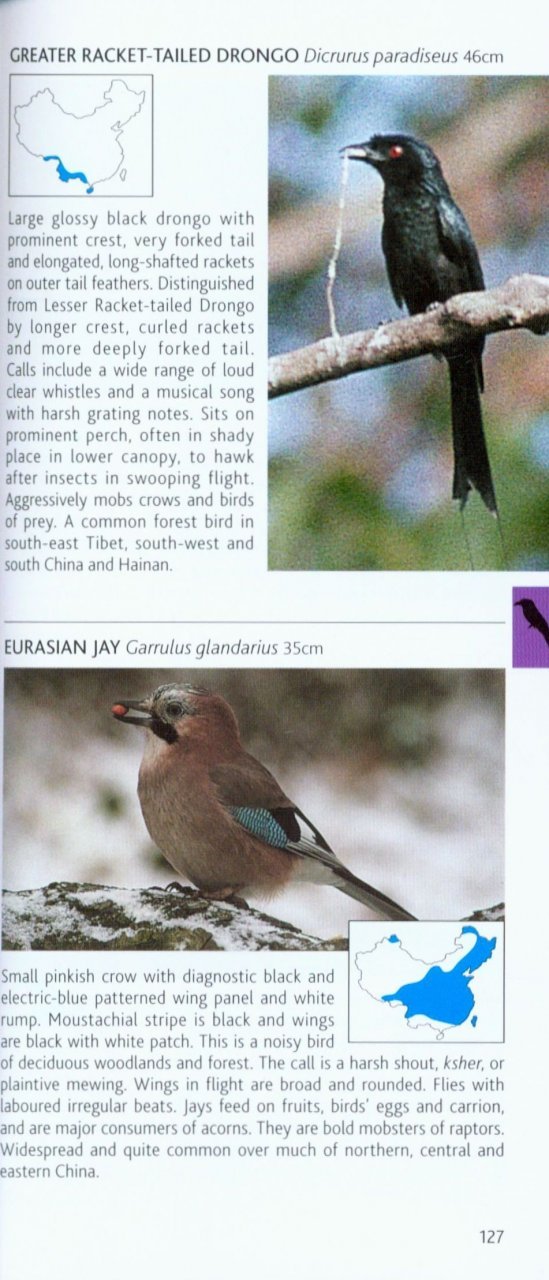 pocket photo guide to the birds of china