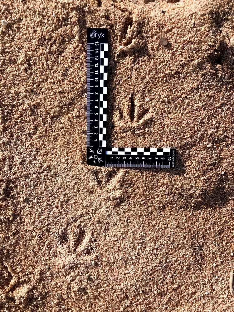 regla para rastreo de fauna