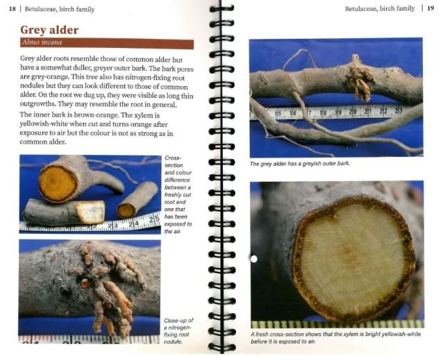 roots a field guide for identification