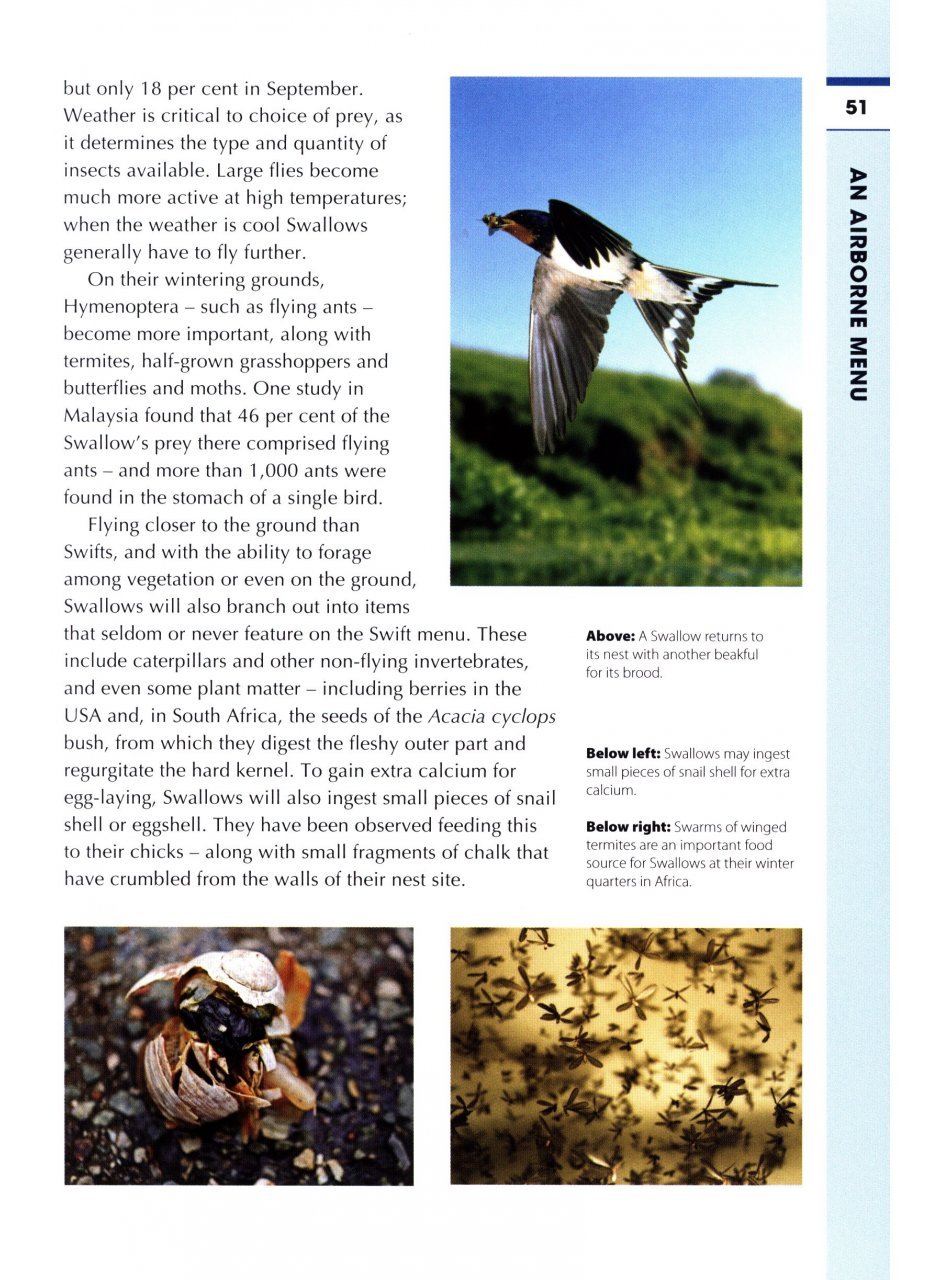 rspb spotlight: swifts and swallows