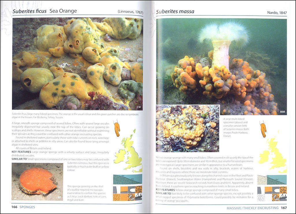 sea squirts and sponges of britair and ireland