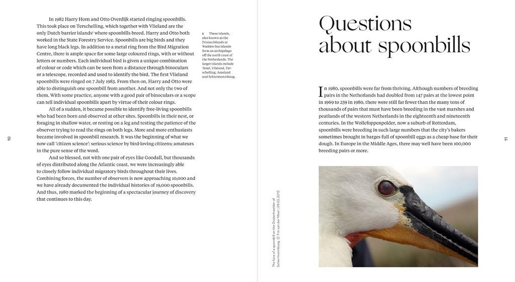 sinagote. the biography of a spoonbill