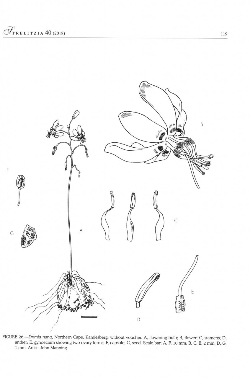 systematics of drimia, sl. (hyacinthacea: urgineoideae) of southern africa