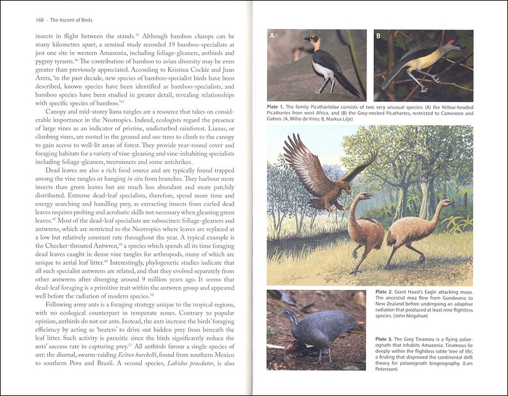 the ascent of birds. how modern science is revealing their story