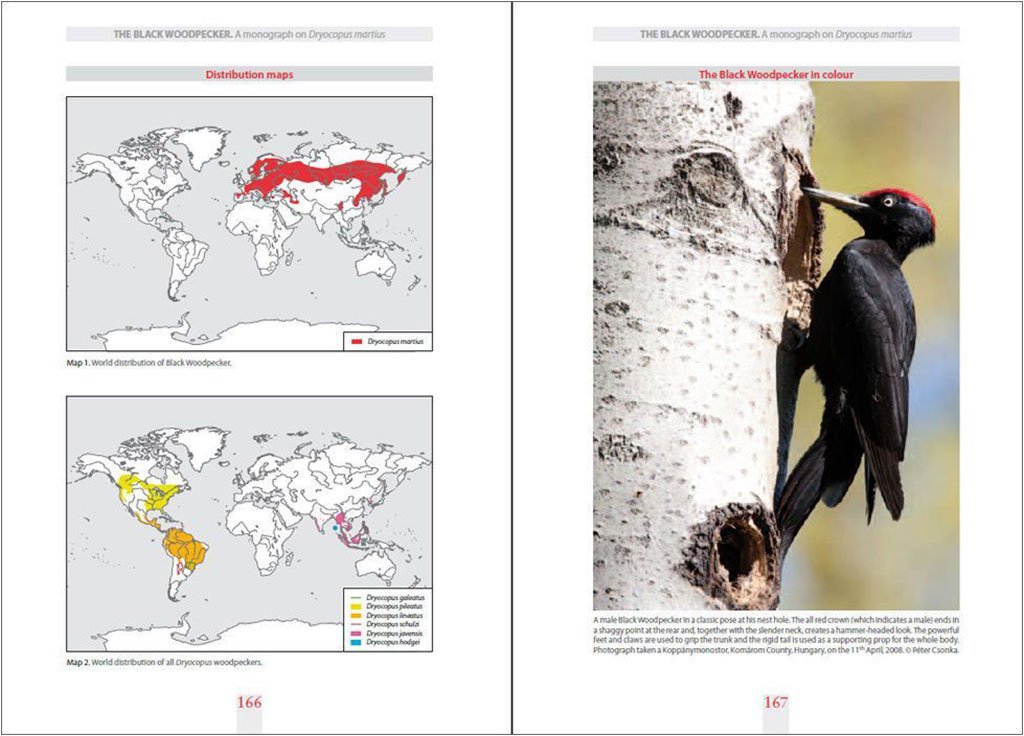 the black woodpecker