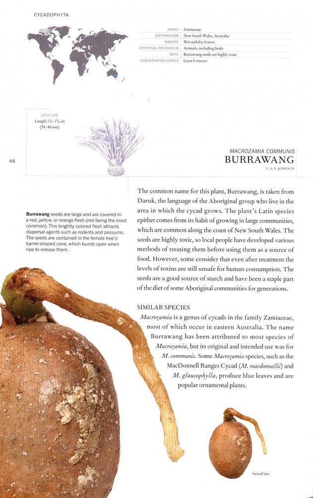 the book of seeds. a lifesize guide to six hundred species from around the world