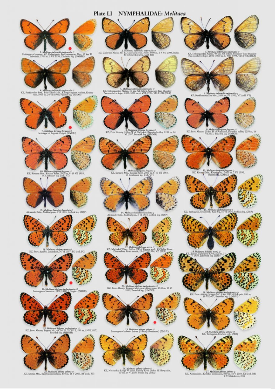 the butterflies of kazakhastan