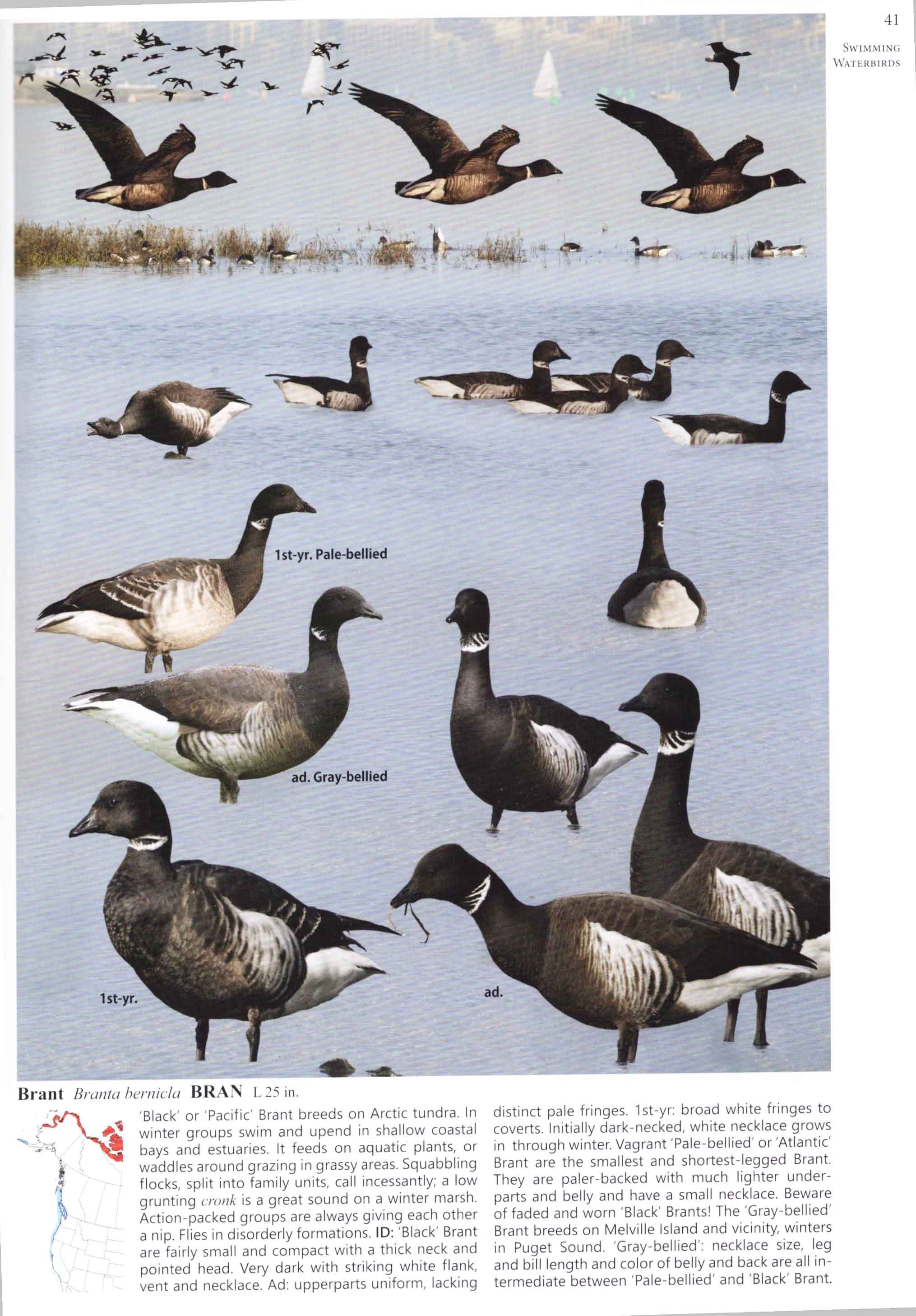 the crossley id guide : western birds