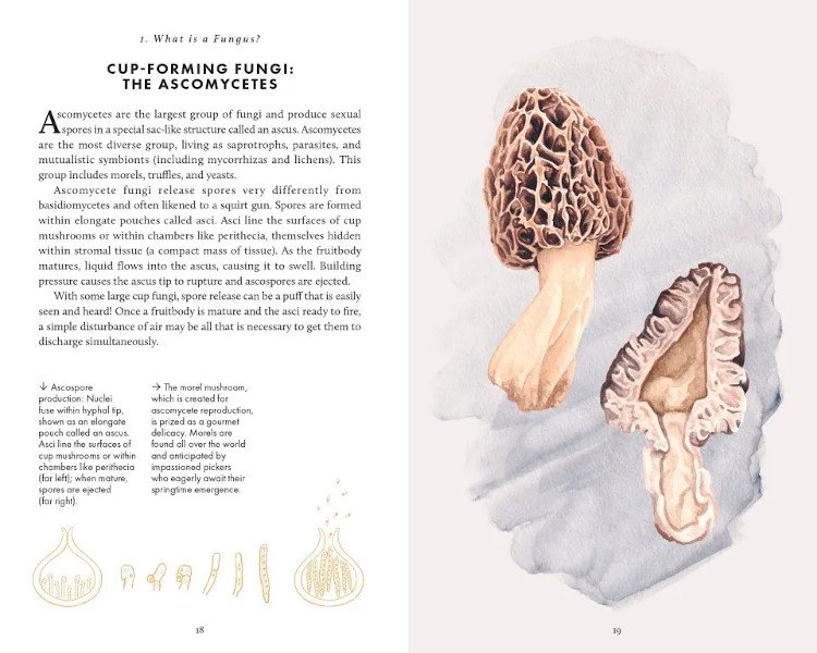 the little book of fungi
