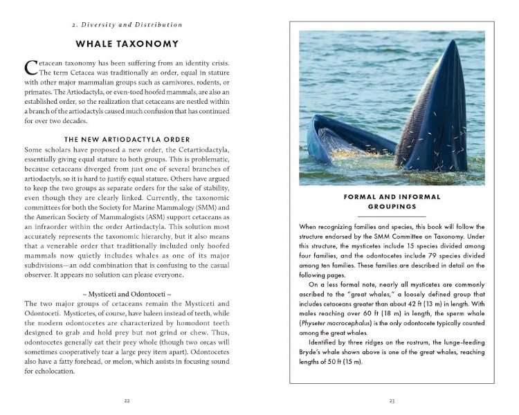 the little book of whales