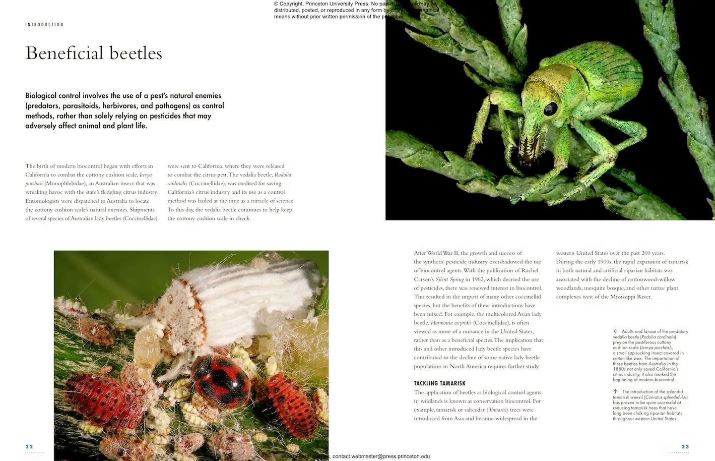 the lives of beetles. a natural history of coleoptera