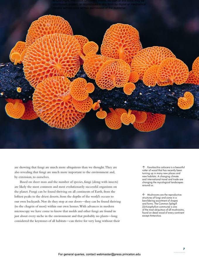 the lives of fungi. a natural history of our planet's decomposers