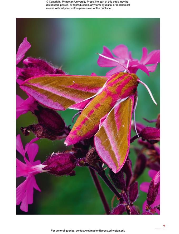 the lives of moths. a natural history of our planet's moth life