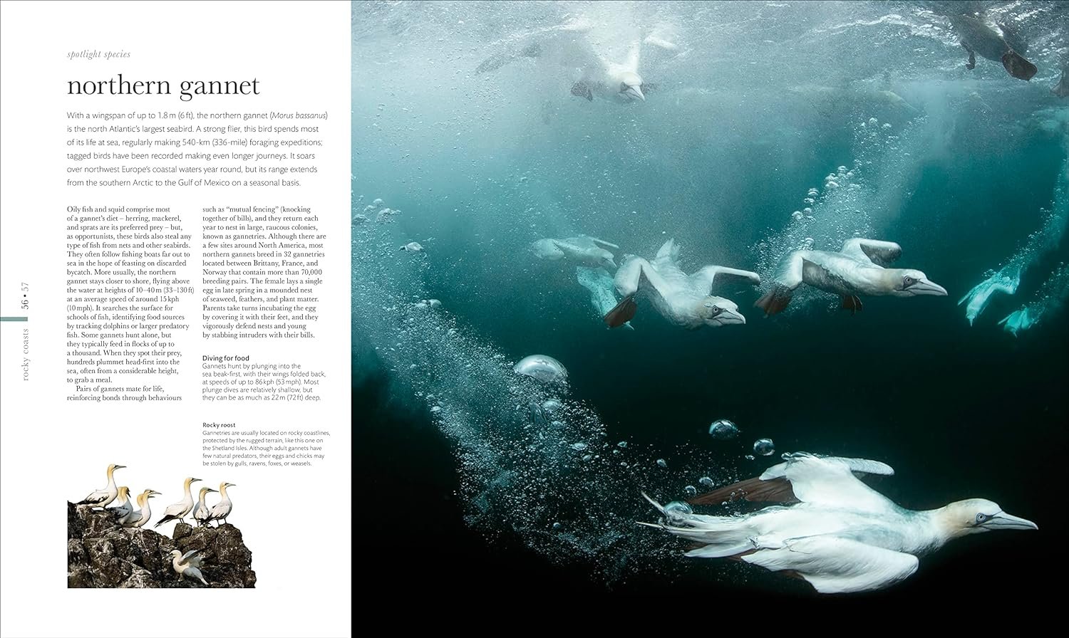 the science of the ocean. the secrets of the seas revealed