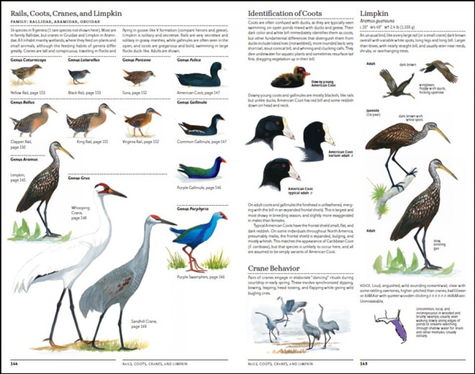 the sibley guide to birds. 2nd edition