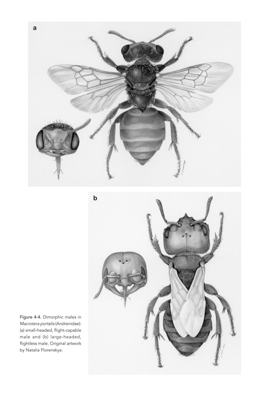 the solitary bees