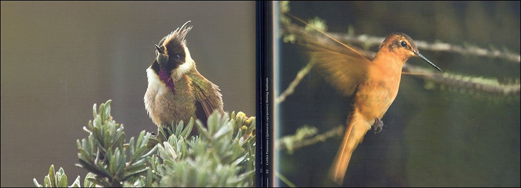 un vuelo de color por el paisaje cultural cafetero