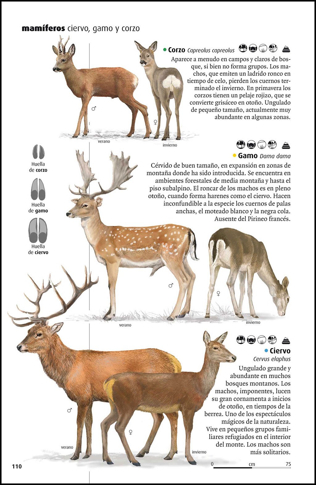 vida salvaje de los pirineos