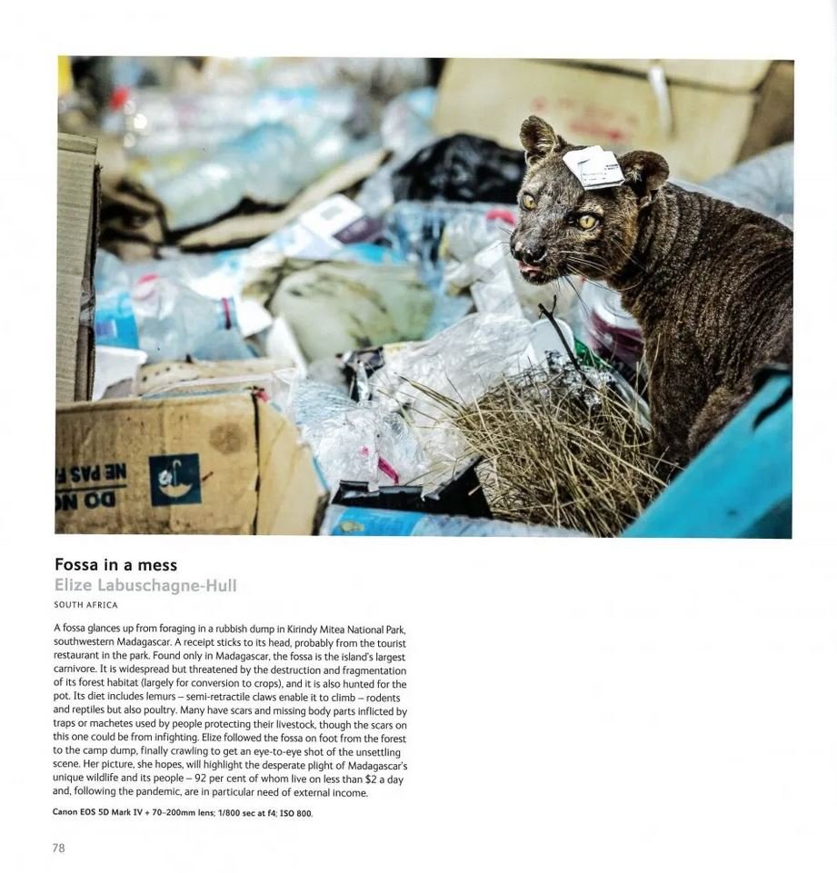 wildlife photographer of the year. portfolio 31