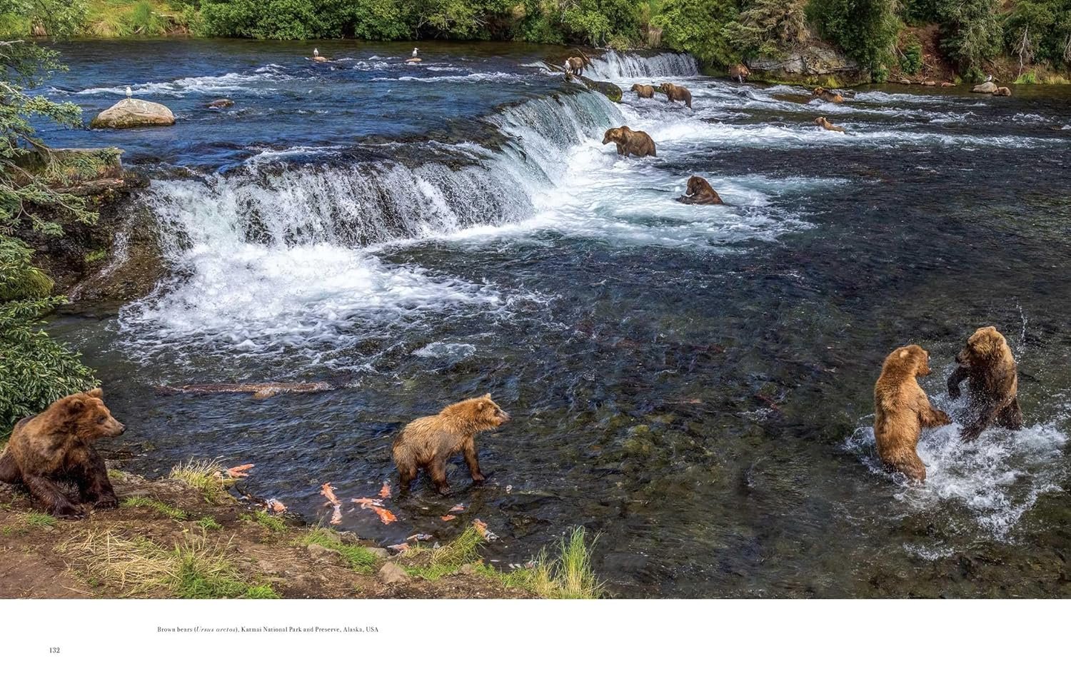 wild lives. the world's most extraordinary wildlife