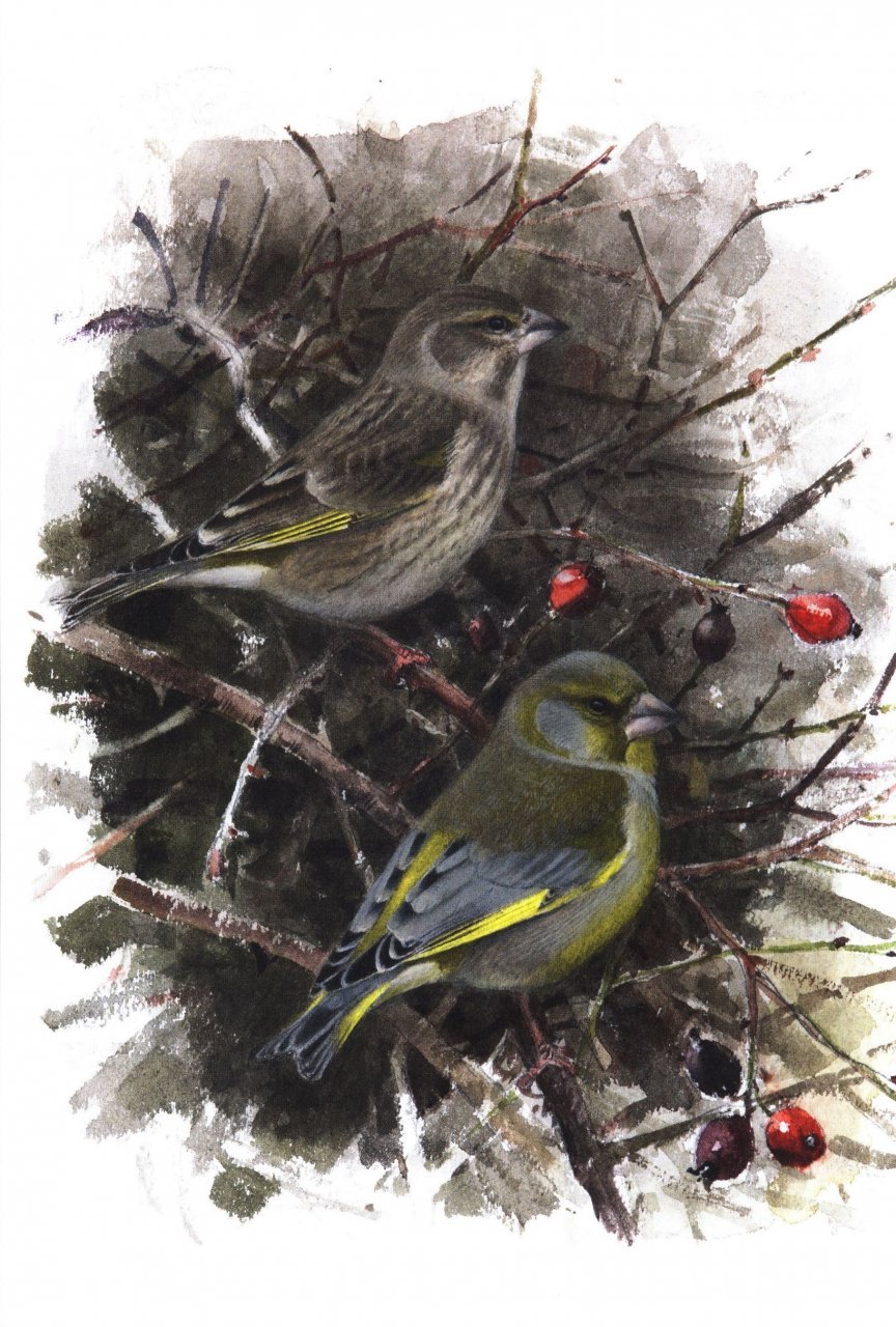 winter birds