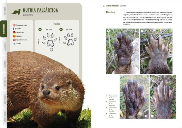 gua visual de huellas y rastros de la fauna de espaa y resto de europa