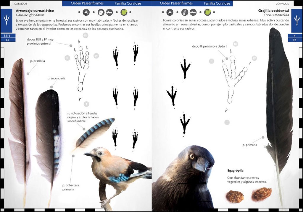 aves que dejan huella. rastros y seales de la avifauna ibrica