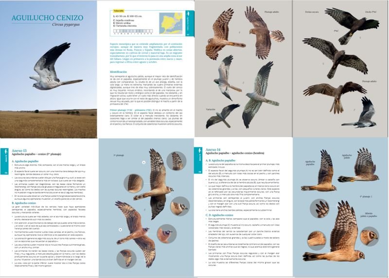 gua de campo para la identificacin de las aves rapaces diurnas ibricas