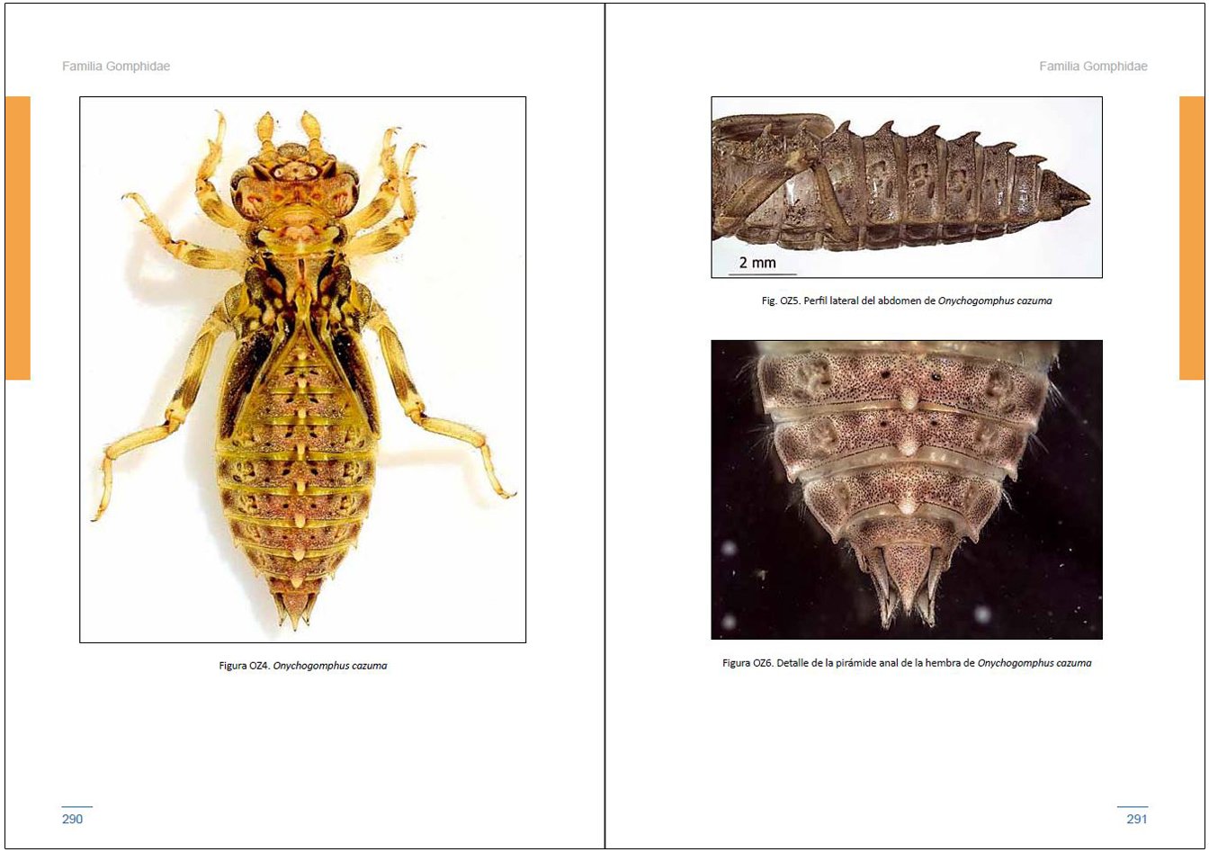 larvas de liblulas en la pennsula ibrica