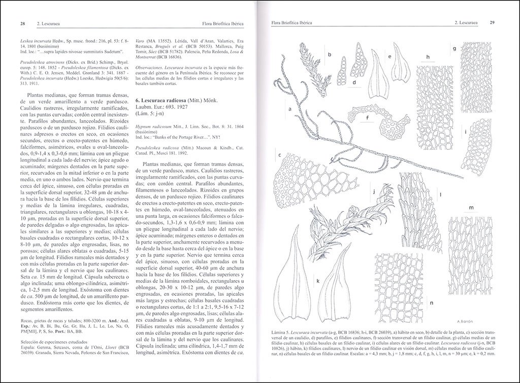 flora brioftica ibrica. volumen 6. hypnales