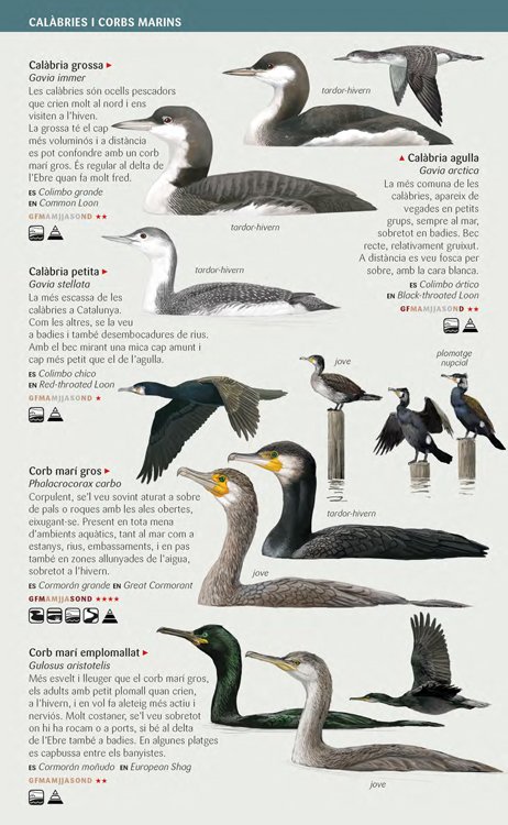 ocells aqutics nedadors, rllids, gavines i xatracs de les zones humides de catalunya. miniguia de camp