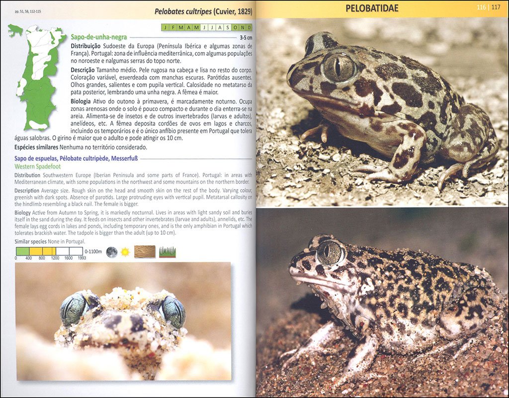 anfbios e rpteis de portugal/amphibians and reptiles of portugal