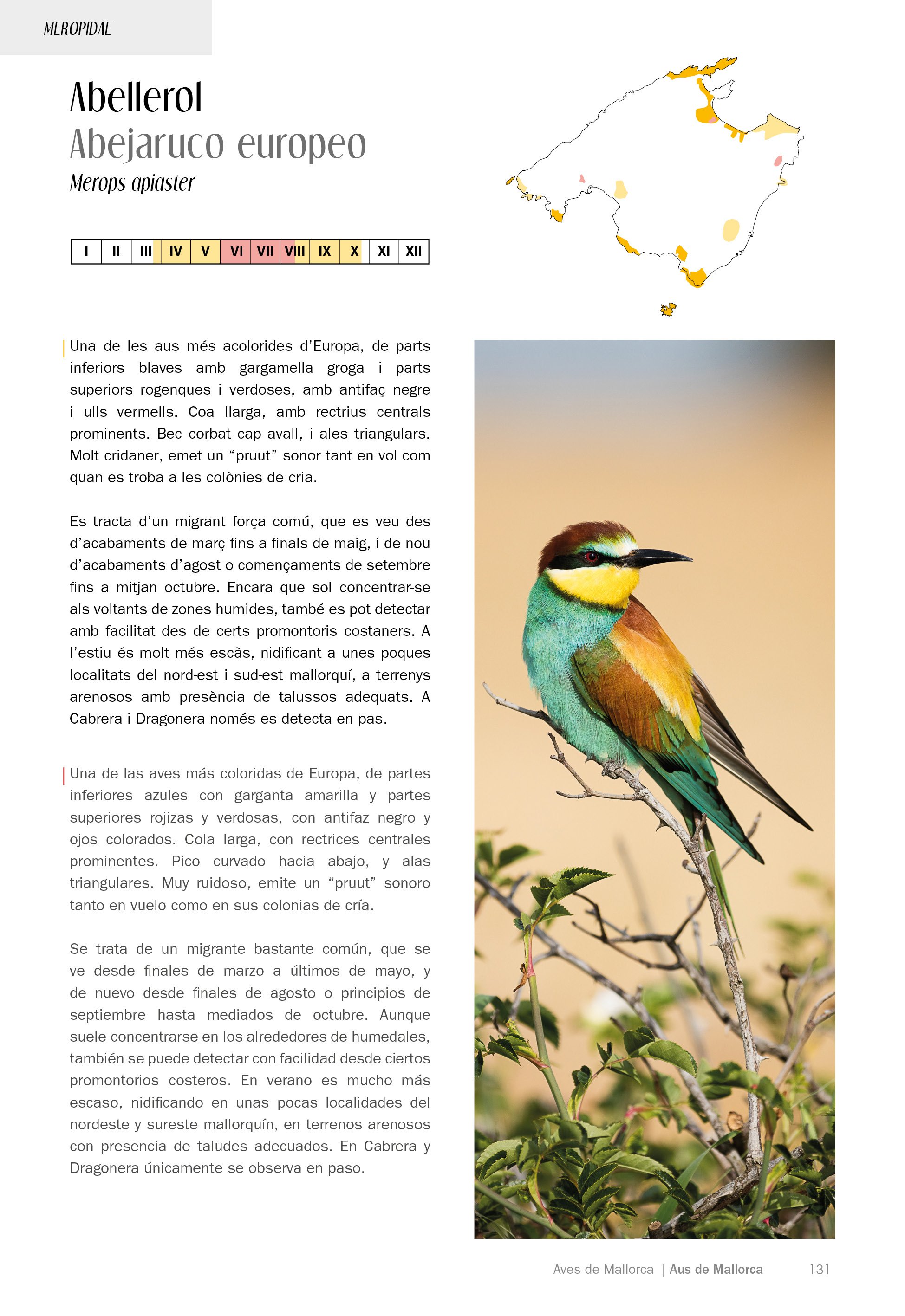 aus/aves de mallorca. on i quan observar-les / dnde y cundo observarlas
