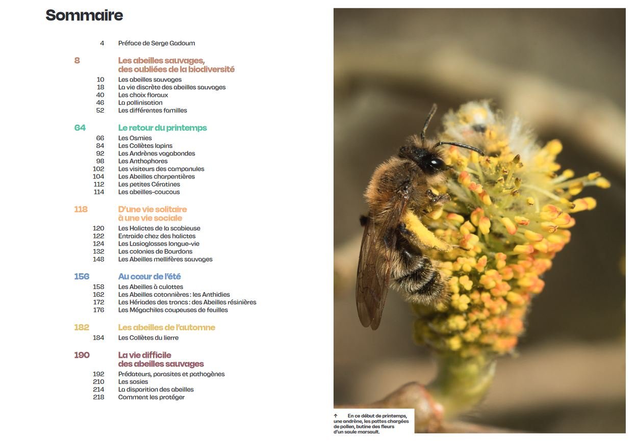 dcouvrir les abeilles sauvages