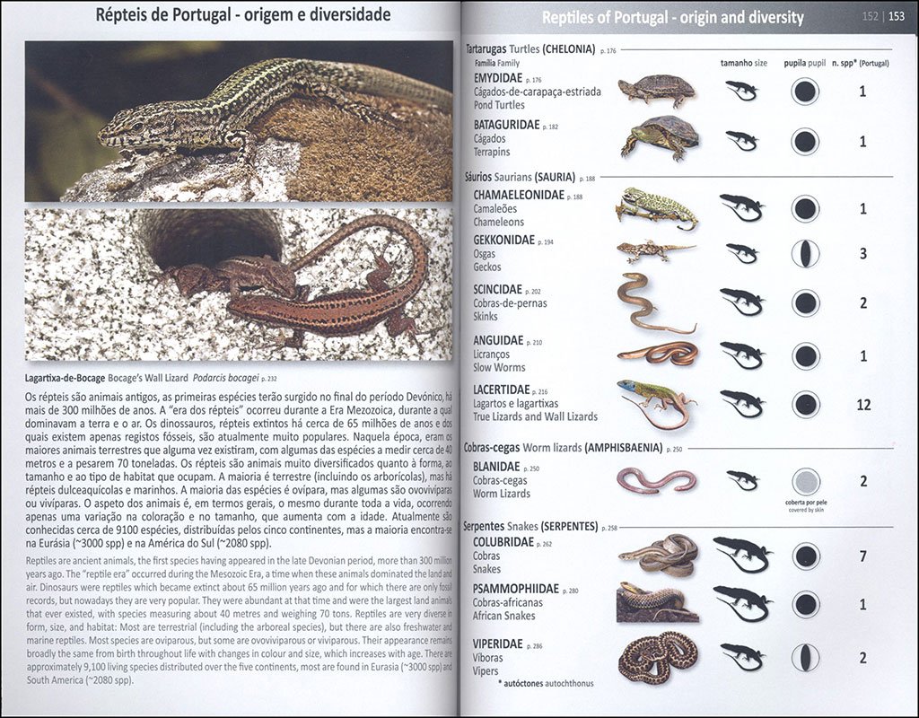anfbios e rpteis de portugal/amphibians and reptiles of portugal