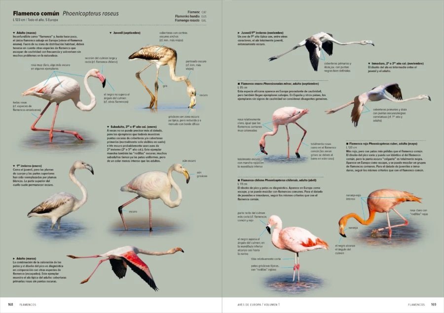 aves de europa. identificacin de todas las especies y plumajes (volumen 1 y 2)