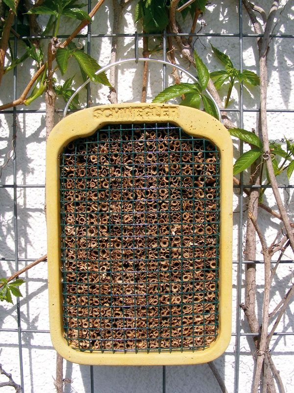 nido para himenpteros con caa de carrizo