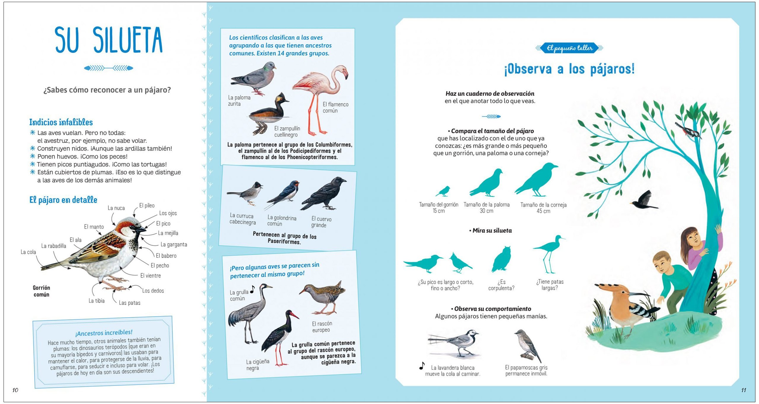 el libro de los pjaros