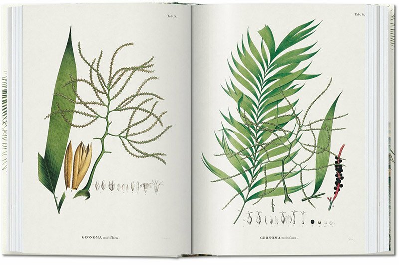 the book of palms. edicin 40 aniversario