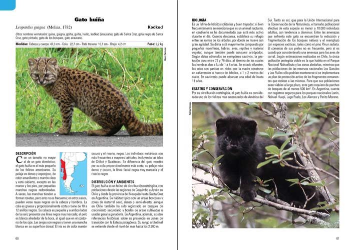 mamferos terrestres patagonia sur de argentina y chile